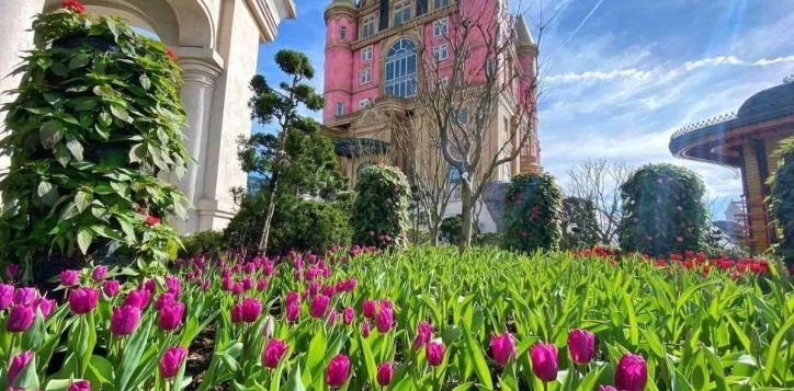le%cc%82%cc%83-ho%cc%a3%cc%82i-hoa-tulip-ta%cc%a3i-ba-na-hills-2